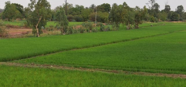 Story from the field – project meeting in Niamey, March 2018 (ZEF) – Story from the field – project meeting in Niamey, March 2018 (ZEF) –